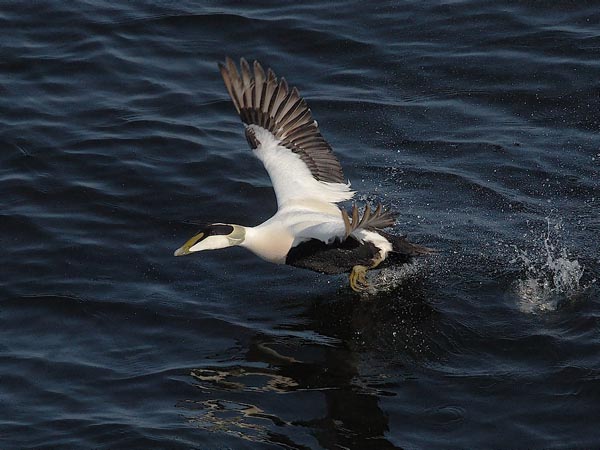 Haahka, Common Eider, Somateria mollissima